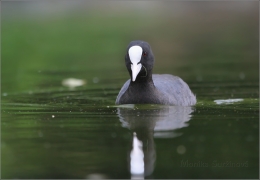 <p>LYSKA ČERNÁ (Fulica atra) Karlín</p>